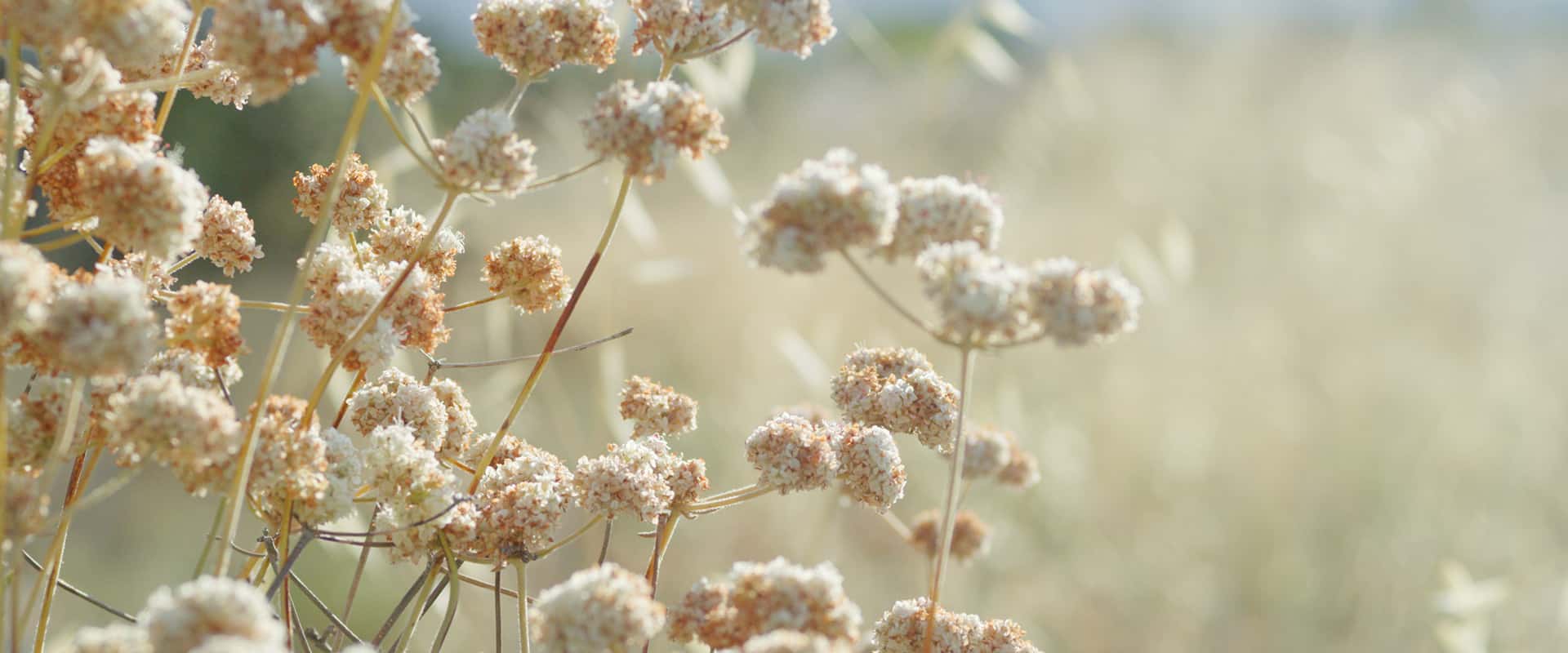 sbvwcd-natural-history-community