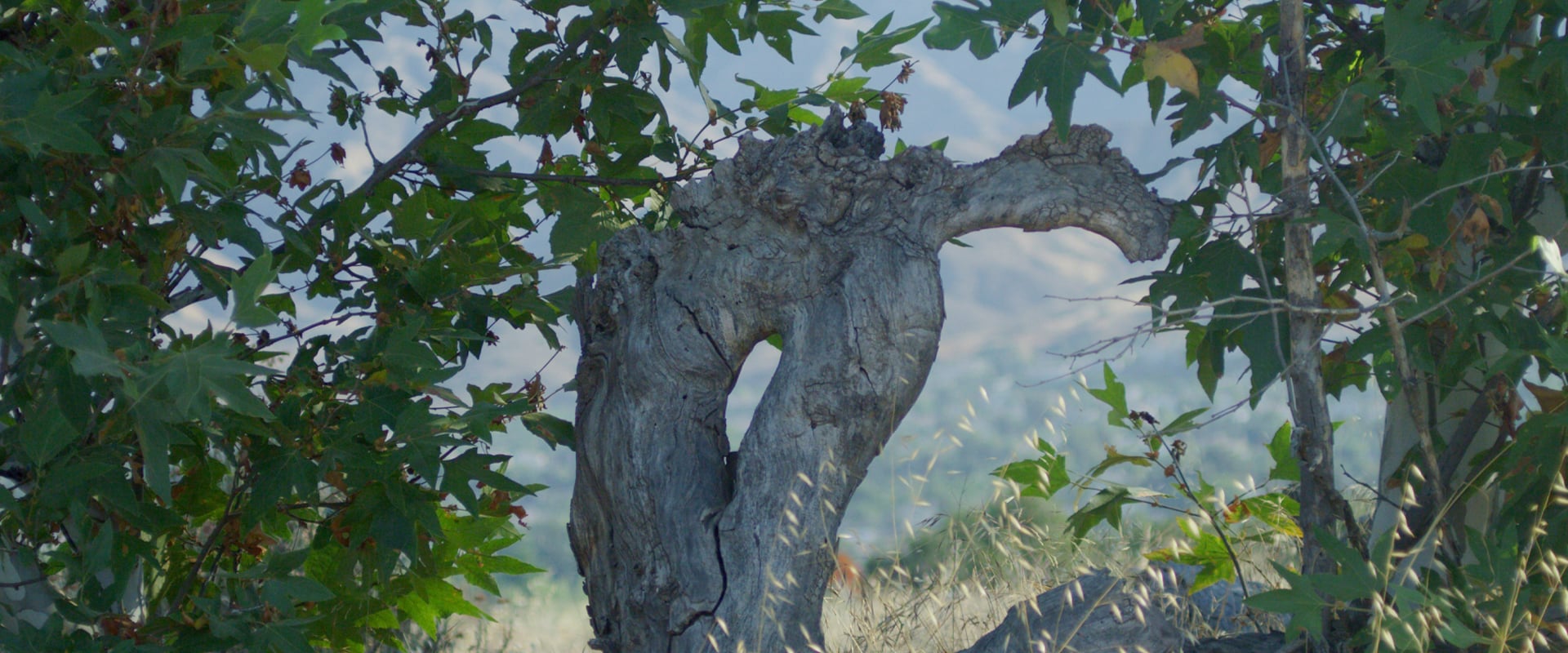 sbvwcd-natural-history-header