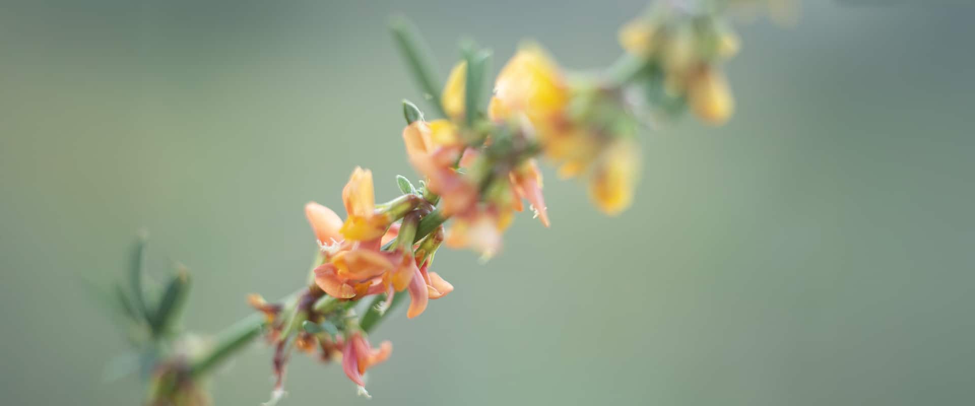 sbvwcd-strategic-plan-header